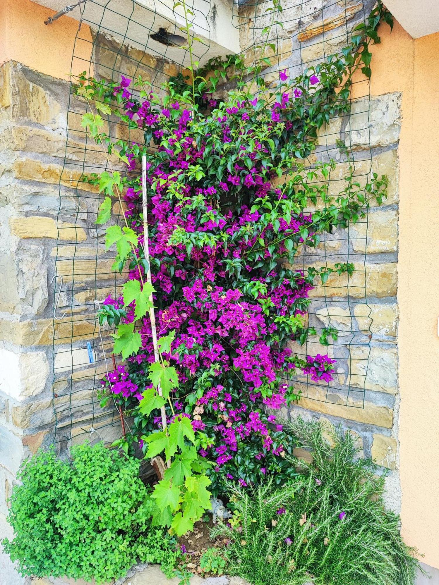 Apartment Wine & Olive Oil Mofardin Koper városi község Kültér fotó