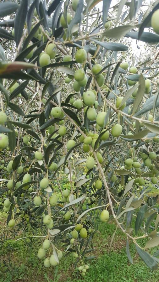 Apartment Wine & Olive Oil Mofardin Koper városi község Kültér fotó